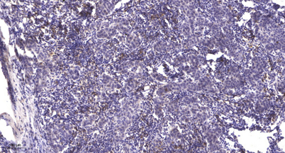 意大利贵宾会-贵宾会官方网站入口