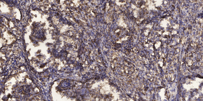 意大利贵宾会-贵宾会官方网站入口