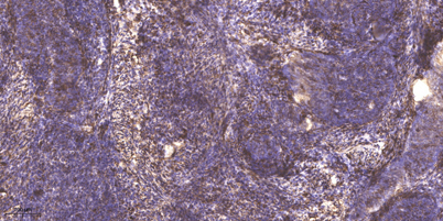 意大利贵宾会-贵宾会官方网站入口