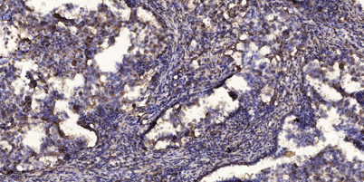 意大利贵宾会-贵宾会官方网站入口