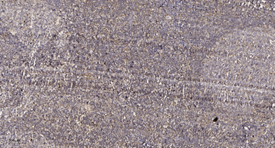 意大利贵宾会-贵宾会官方网站入口