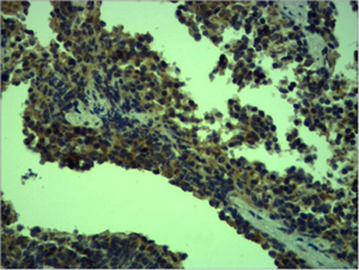 意大利贵宾会-贵宾会官方网站入口