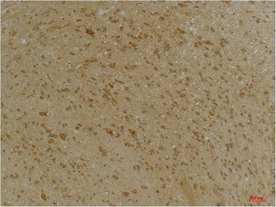 意大利贵宾会-贵宾会官方网站入口