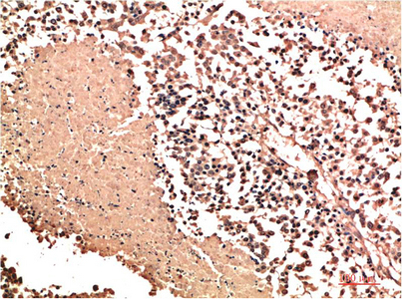 意大利贵宾会-贵宾会官方网站入口