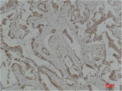 意大利贵宾会-贵宾会官方网站入口