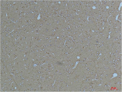 意大利贵宾会-贵宾会官方网站入口