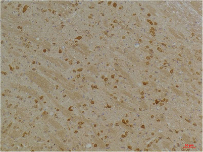 意大利贵宾会-贵宾会官方网站入口