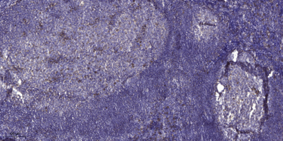 意大利贵宾会-贵宾会官方网站入口