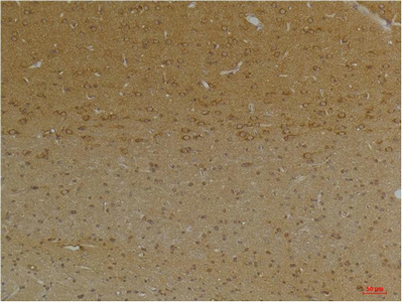 意大利贵宾会-贵宾会官方网站入口