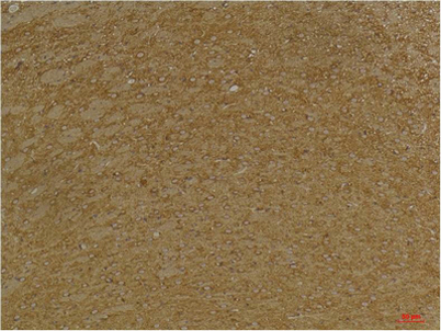 意大利贵宾会-贵宾会官方网站入口