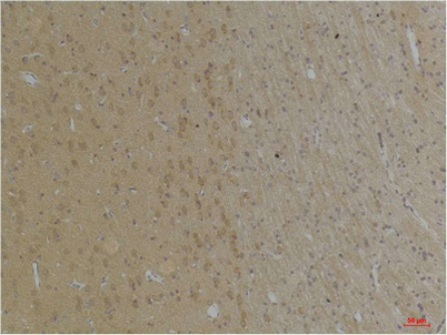 意大利贵宾会-贵宾会官方网站入口