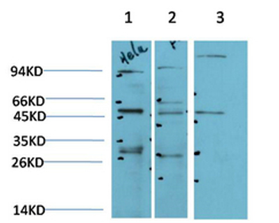 意大利贵宾会-贵宾会官方网站入口