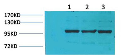 意大利贵宾会-贵宾会官方网站入口
