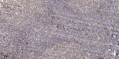 意大利贵宾会-贵宾会官方网站入口