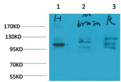 意大利贵宾会-贵宾会官方网站入口