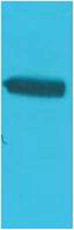 意大利贵宾会-贵宾会官方网站入口