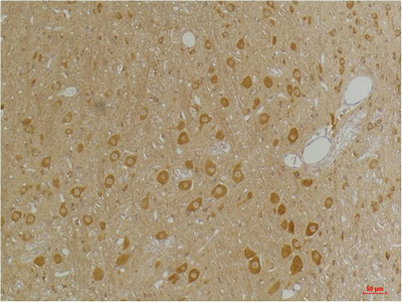 意大利贵宾会-贵宾会官方网站入口
