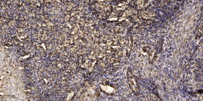 意大利贵宾会-贵宾会官方网站入口