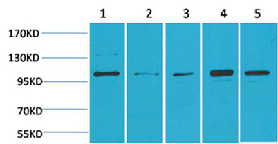 意大利贵宾会-贵宾会官方网站入口