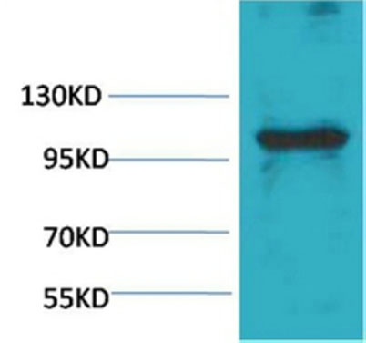 意大利贵宾会-贵宾会官方网站入口