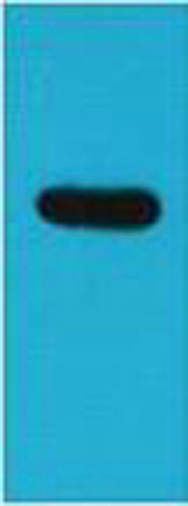 意大利贵宾会-贵宾会官方网站入口