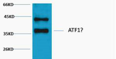 意大利贵宾会-贵宾会官方网站入口