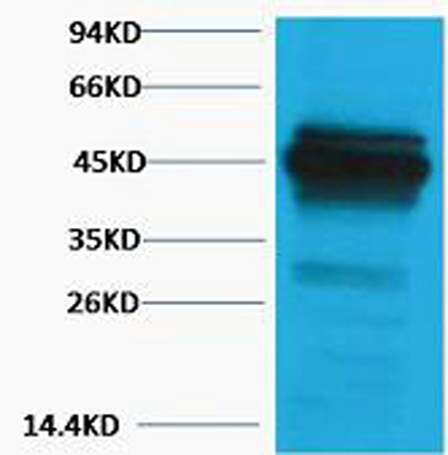 意大利贵宾会-贵宾会官方网站入口