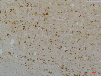 意大利贵宾会-贵宾会官方网站入口