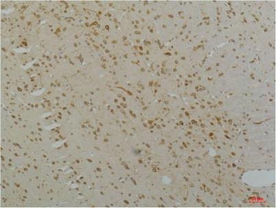 意大利贵宾会-贵宾会官方网站入口