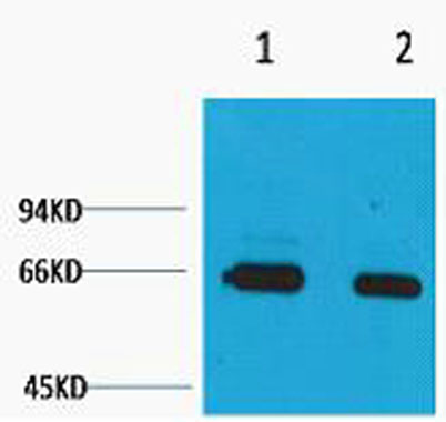 意大利贵宾会-贵宾会官方网站入口