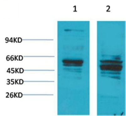 意大利贵宾会-贵宾会官方网站入口