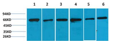 意大利贵宾会-贵宾会官方网站入口