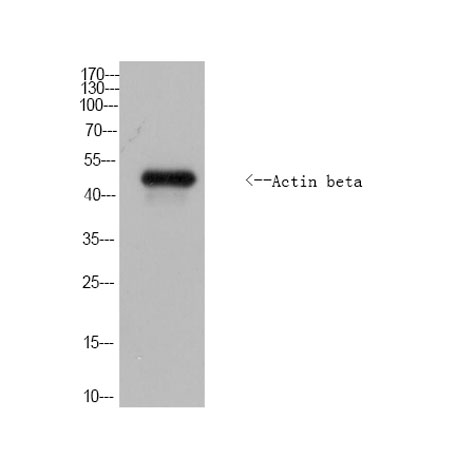 意大利贵宾会-贵宾会官方网站入口