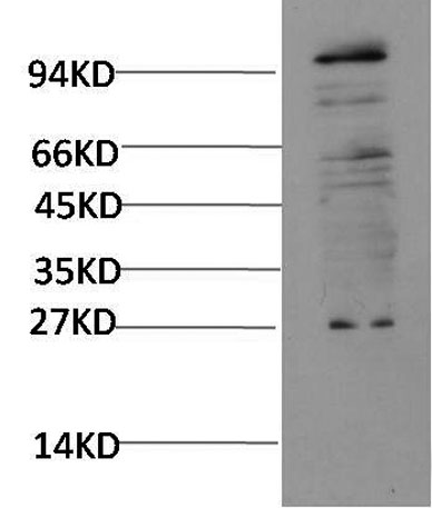 意大利贵宾会-贵宾会官方网站入口