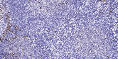 意大利贵宾会-贵宾会官方网站入口