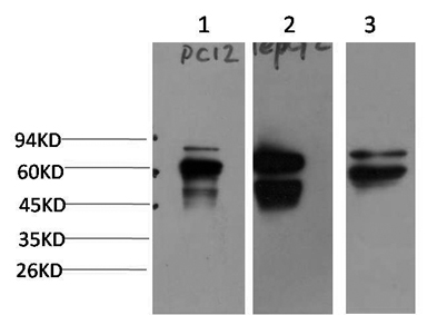 意大利贵宾会-贵宾会官方网站入口