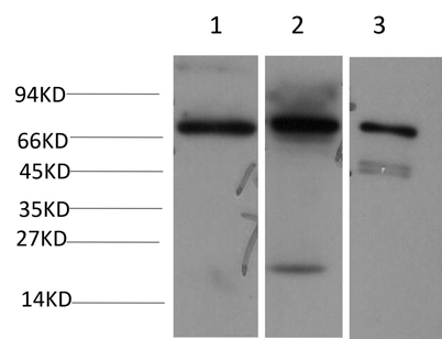 意大利贵宾会-贵宾会官方网站入口