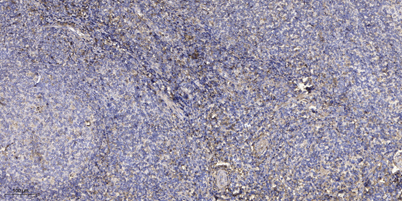 意大利贵宾会-贵宾会官方网站入口