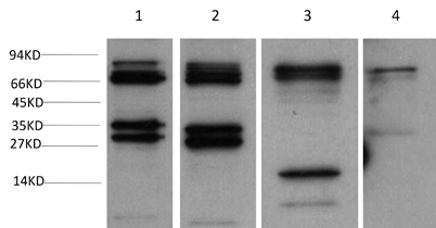 意大利贵宾会-贵宾会官方网站入口