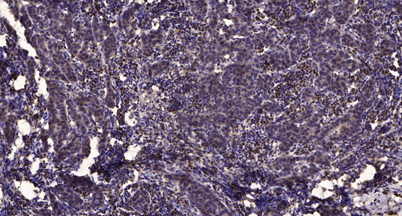 意大利贵宾会-贵宾会官方网站入口