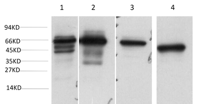 意大利贵宾会-贵宾会官方网站入口