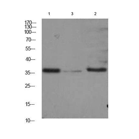意大利贵宾会-贵宾会官方网站入口