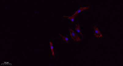 意大利贵宾会-贵宾会官方网站入口