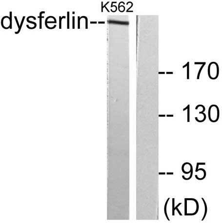 意大利贵宾会-贵宾会官方网站入口